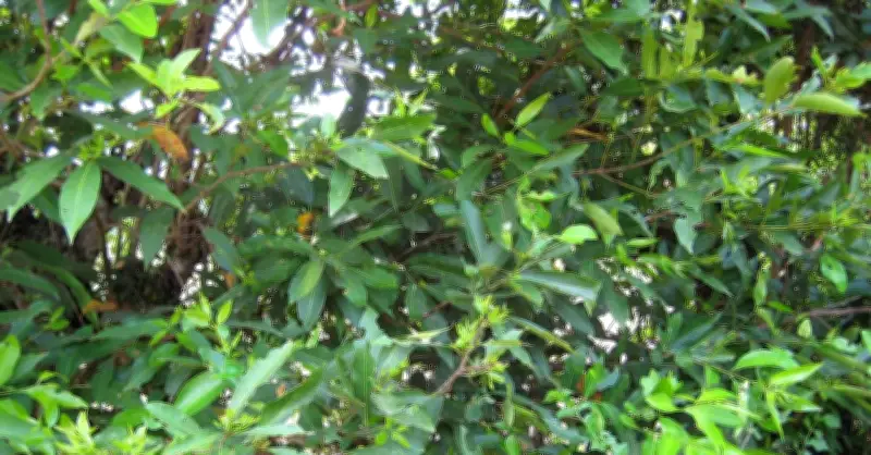Mỗi ngày uống một cốc nước vỏ: Lợi ích bất ngờ cho sức khỏe