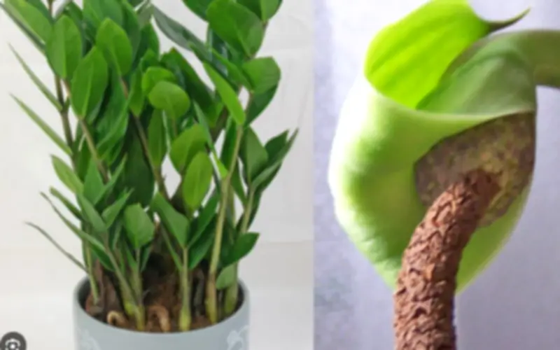 Mẹo trồng cây kim tiền ra hoa: Ý nghĩa phong thủy khi thấy hoa kim tiền nở