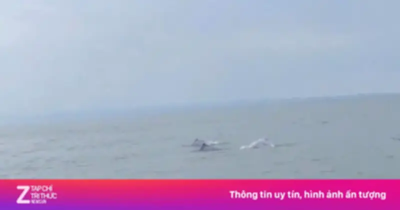 Đàn cá heo hồng quý hiếm xuất hiện ở biển Đồ Sơn, Hải Phòng