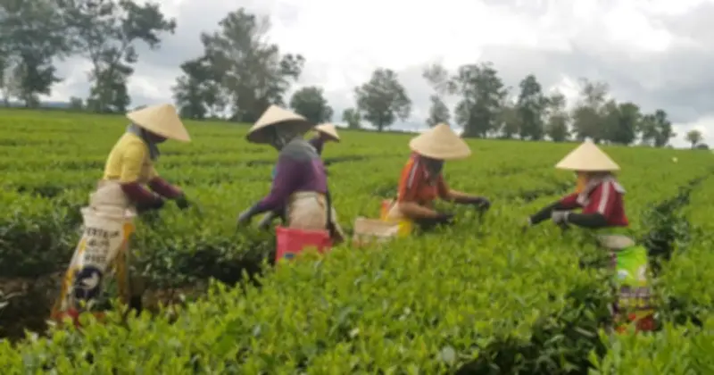 Đồn điền chè Bàu Cạn: Di sản hơn một thế kỷ giữa lòng cao nguyên Gia Lai