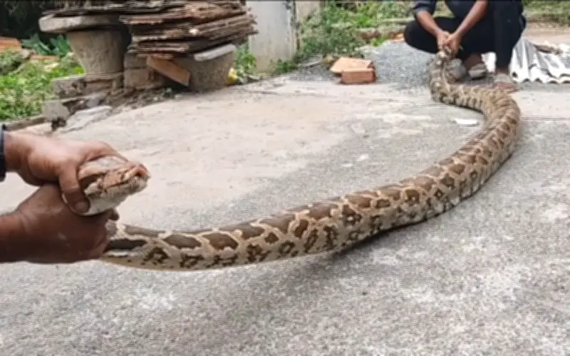 Ấn Độ: Trăn núi khổng lồ dài 3,6 m bị bắt khi đang nuốt dê