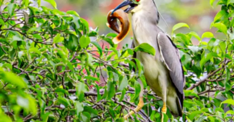 Đàn vạc hàng trăm con xuất hiện ở hồ Gươm, Hà Nội thu hút người dân