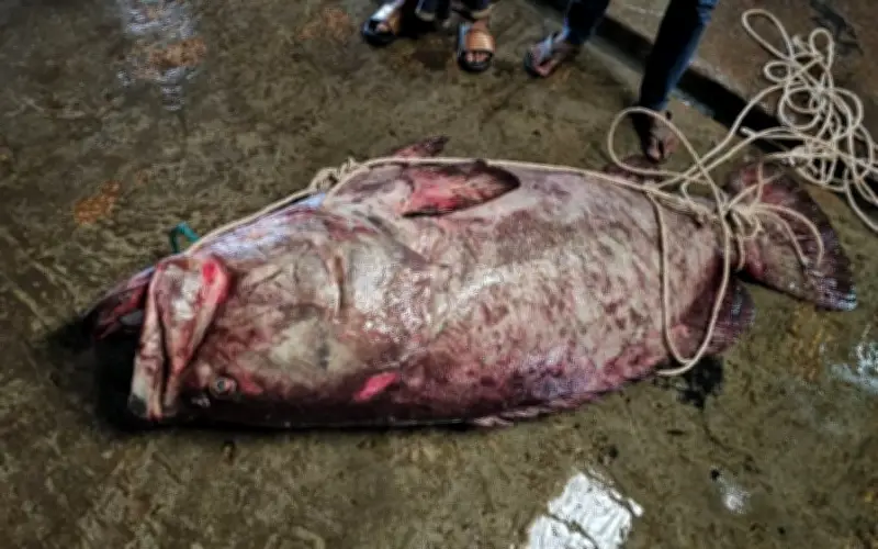 Ngư dân Bangladesh bắt được cá boll khổng lồ nặng 200 kg