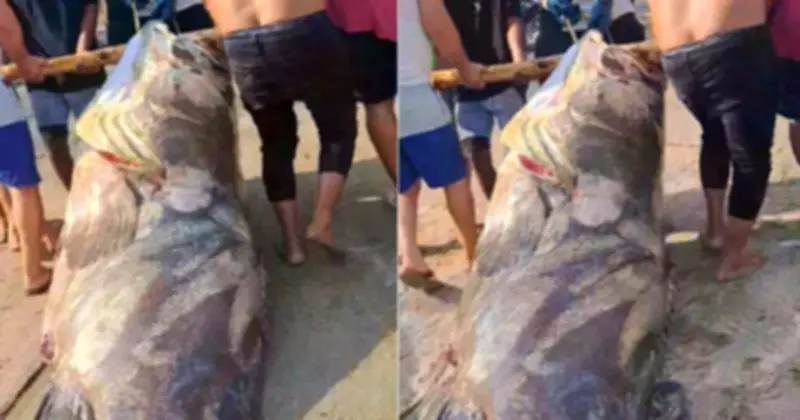 Ngư dân bắt được con cá mập không lồ nặng hơn 290kg trên biển