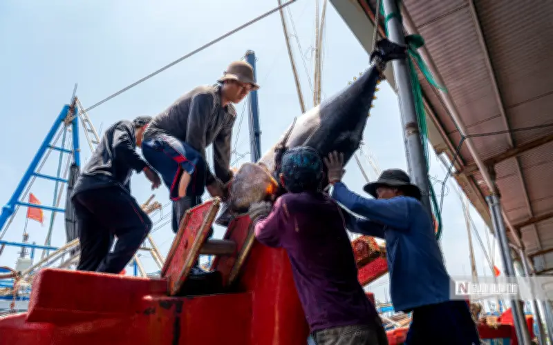 Ngư dân Đắk Lắk phấn khởi sau chuyến biển 22 ngày với cá ngừ khủng 110 kg