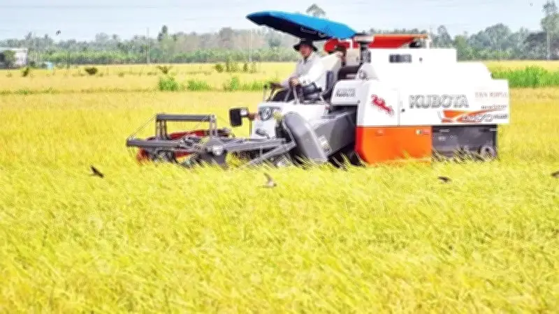 Đồng loạt gieo sạ, mở rộng lúa chất lượng cao tại ĐBSCL