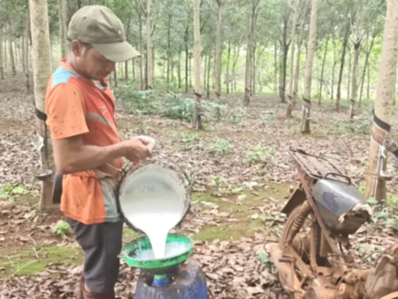 Đồng Nai: Giá cao su tăng mạnh, nông dân kỳ vọng mùa bội thu