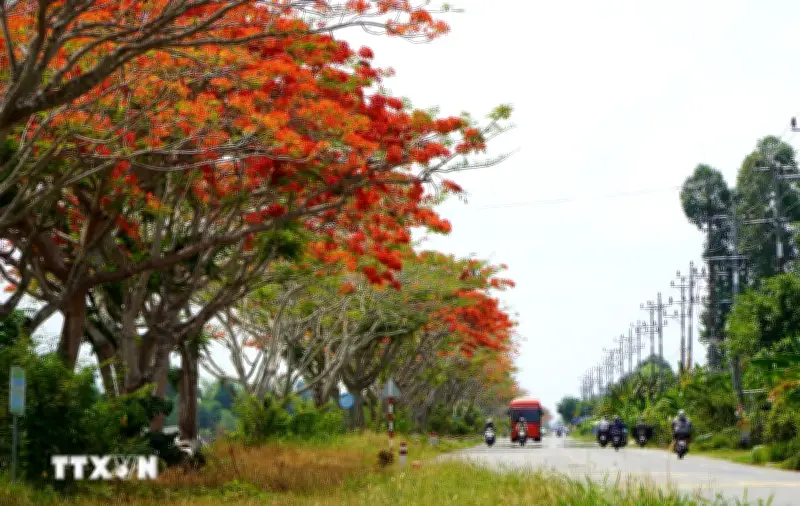Đồng Tháp: Hoa phượng thắp lửa bờ kênh, lập vở