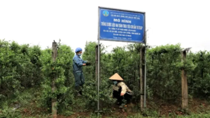 Nghệ An: 935 hợp tác xã hoạt động, 61,8% đạt hiệu quả cao