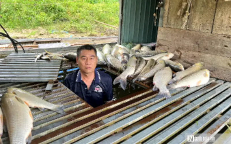 Nghệ An: Cá chết hàng loạt trên sông Lam, chưa rõ nguyên nhân
