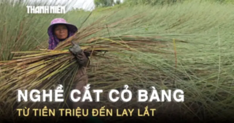 Nghề cắt cỏ bằng ở Tây Ninh: Từng kiếm tiền triệu, nay lay lắt