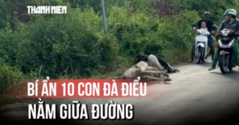 Người dân bất ngờ thấy chim đà điểu gục chết tại Tây Ninh