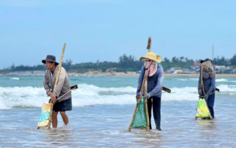 Người dân Quảng Ngãi mưu sinh với nghề cào nghêu, kéo lưới ven bờ