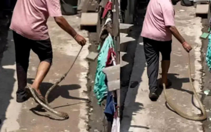 Người đàn ông Ấn Độ suýt mất mạng vì cố bắt rắn chuột không độc