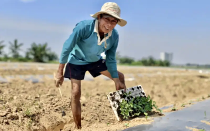 Người trồng dưa 'du mục' trên bãi bồi sông Trà Khúc và đất đỏ Tây Nguyên