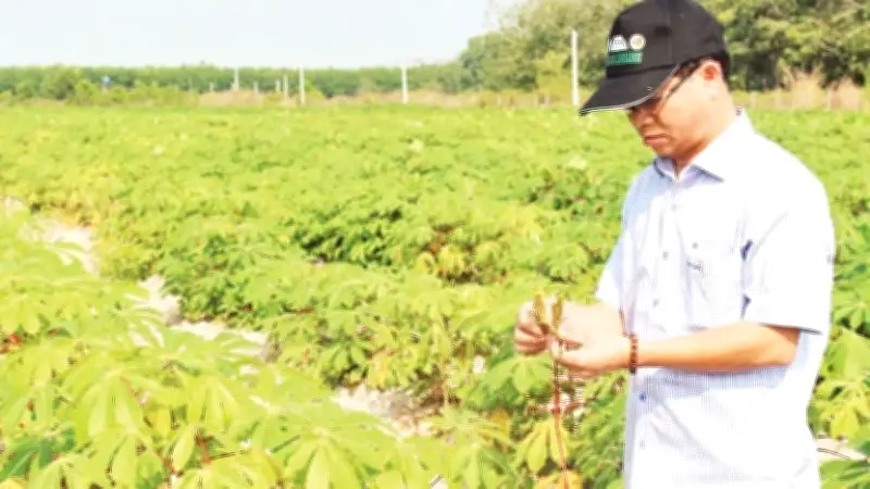 Ngành sắn Tây Ninh đối mặt thách thức dịch bệnh, tìm giải pháp bền vững