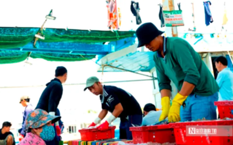 Nhộn nhịp cảng cá Đại An ngày nắng gắt cuối tháng 4