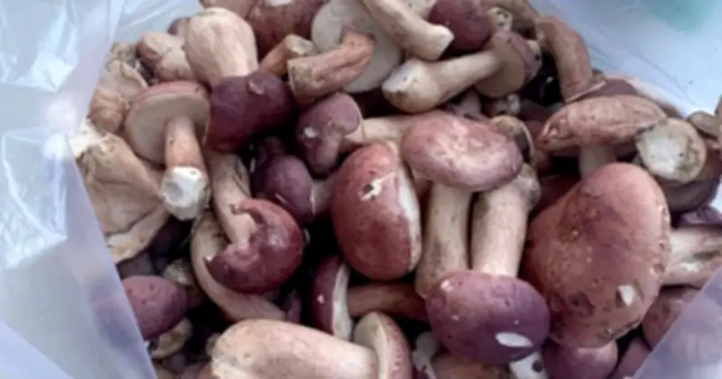 Nấm tràm: 'Lộc trời' cho sức khỏe nhưng cẩn trọng với người bệnh gout, suy thận