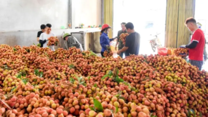 Nông dân Bắc Ninh thức trắng đêm thu hoạch vải giữa nắng nóng gay gắt
