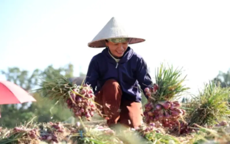 Nông dân Quảng Ngãi phấn khởi vì hành tím được mùa, giá cao
