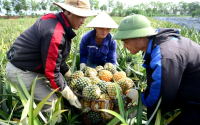 Nông dân 'thủ phủ dứa' Thanh Hóa lao đao vì giá giảm một nửa