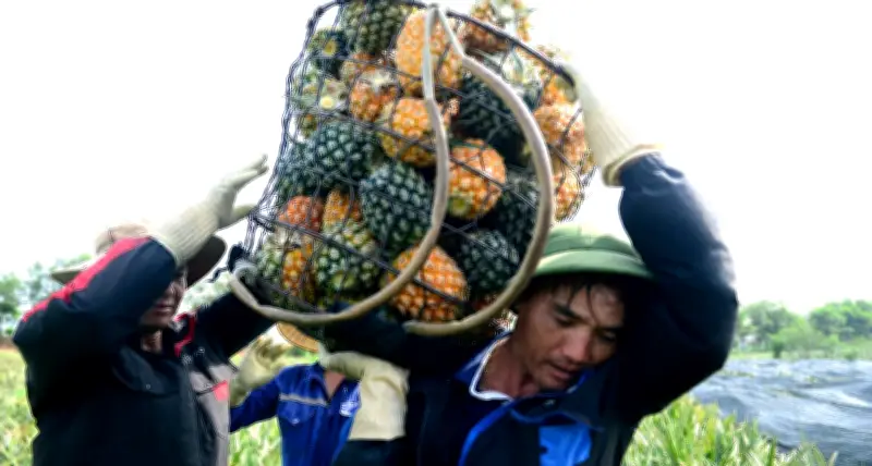 Nông dân Thanh Hóa kiếm tiền triệu mỗi ngày nhờ hái quả dưa hấu giữa nắng nóng