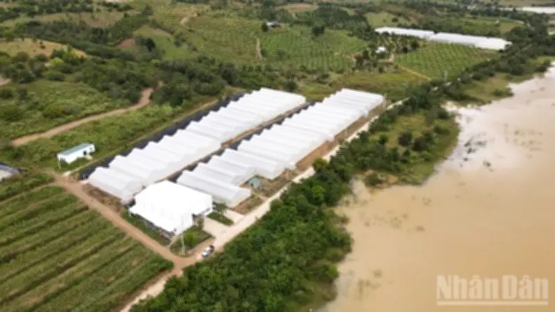 Nông nghiệp Khánh Hòa chuyển mình mạnh mẽ nhờ công nghệ cao và liên kết bền vững