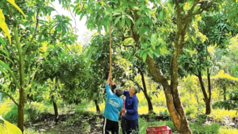 Nông sản ĐBSCL: Được mùa rớt giá, bài toán chế biến sâu