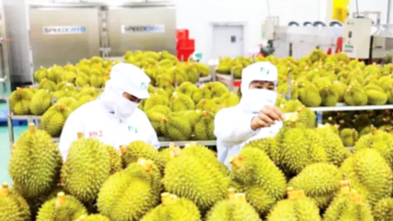 Nông sản Việt đối mặt với yêu cầu minh bạch dữ liệu từ các thị trường nhập khẩu