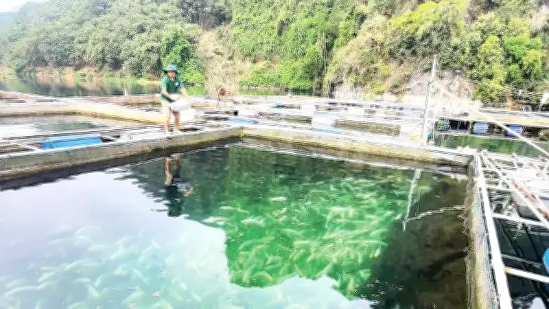 Nuôi cá lồng trên lòng hồ sông Đà: Sinh kế bền vững cho người dân xã Đà Bắc