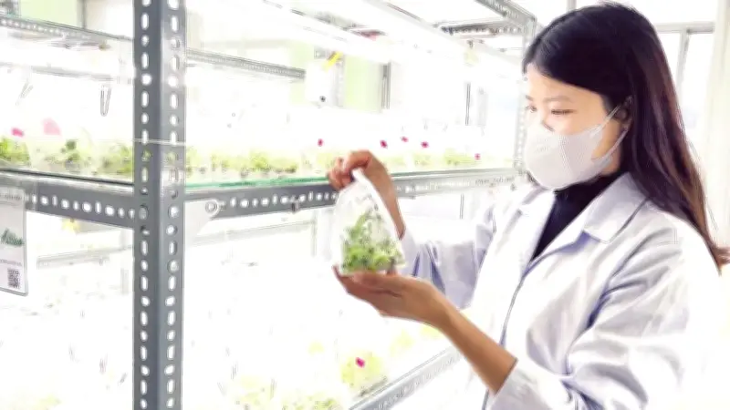 Nuôi cấy mô tạo giống atisô sạch bệnh, năng suất cao tại Lâm Đồng