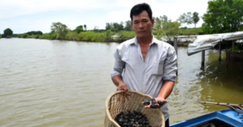 Nuôi sò huyết dưới tán rừng: Hướng phát triển bền vững cho người dân An Giang