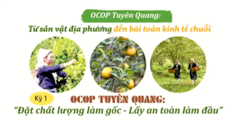 OCOP Tuyên Quang: Nông sản vươn xa nhờ chuyển đổi số và chính sách hỗ trợ