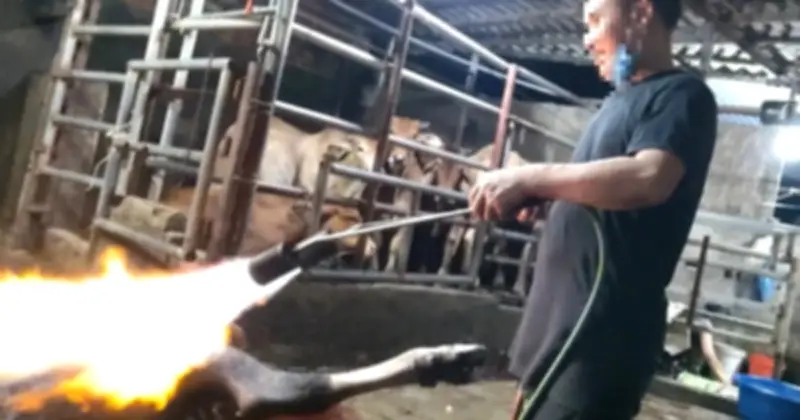 Phú Thọ xử lý lò mổ '3 không' sau phóng sự điều tra của Báo Thanh Niên