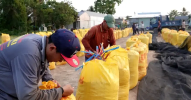 Philippines liên tục tung chiêu hạ giá gạo, doanh nghiệp Việt lo ngại