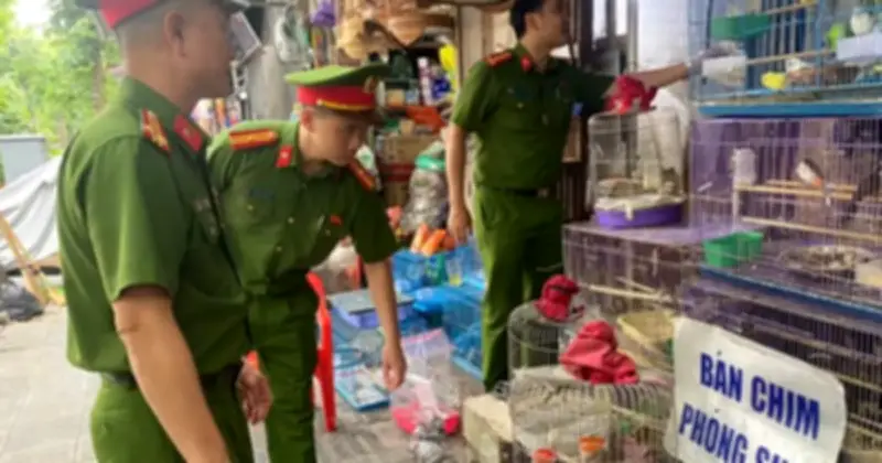 Phát hiện hàng loạt cơ sở nuôi nhốt chim di đá trái phép tại Hà Nội
