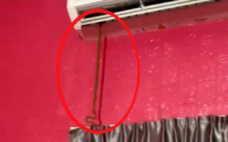 Phát hiện rắn dài 1m chui ra từ điều hòa trong phòng ngủ, người đàn ông hoảng hốt