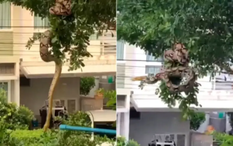 Phát hiện trăn lưới khổng lồ dài 2,4m trên cây trong khu dân cư Thái Lan