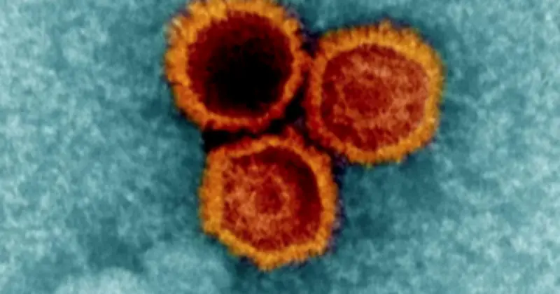 Phát triển kháng thể mới chống virus Epstein-Barr hiệu quả