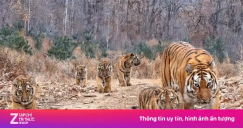 Putin tiết lộ món quà đặc biệt tặng Kazakhstan: 4 con hổ Amur