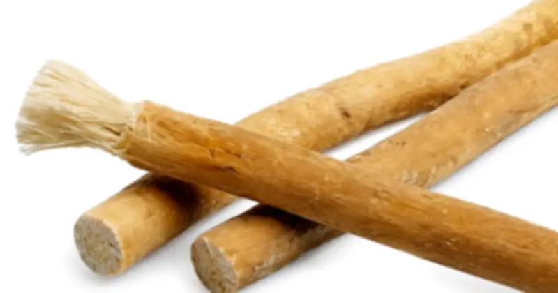Que nhai miswak: Dụng cụ vệ sinh răng miệng hàng trăm năm tuổi có gì hay?