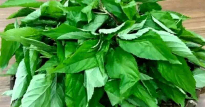 Rau đay bị nhiều người Việt chê nhưng ở Nhật được coi là nhân sâm xanh