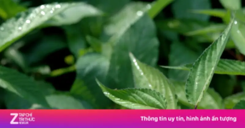Rau đay: 'Nhân sâm xanh' giúp bổ máu, nhuận tràng, thanh nhiệt ngày hè