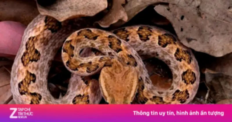 Rắn độc tấn công người đàn ông, cắn thẳng vào nhãn cầu ở Phúc Kiến