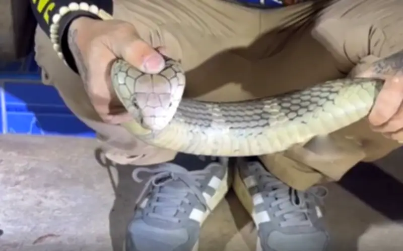 Rắn hổ mang chúa dài 3 mét bò vào nhà dân ở Thái Lan