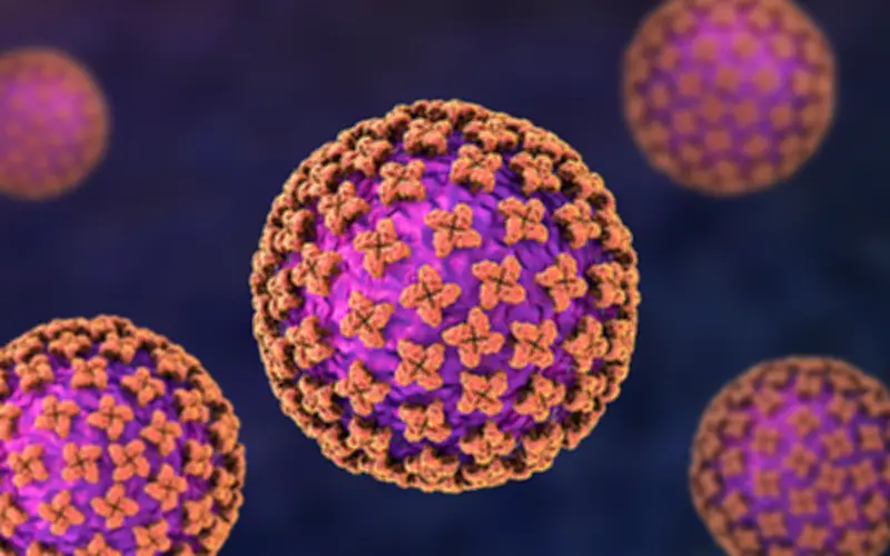 Sự cố y tế trên du thuyền MV Hondius: 3 người tử vong vì hantavirus