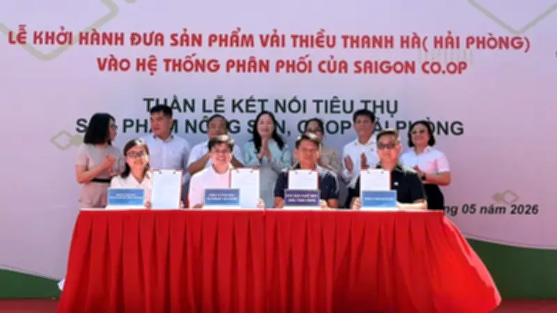 Saigon Co.op đưa 300 tấn vải Thanh Hà vào hệ thống phân phối toàn quốc