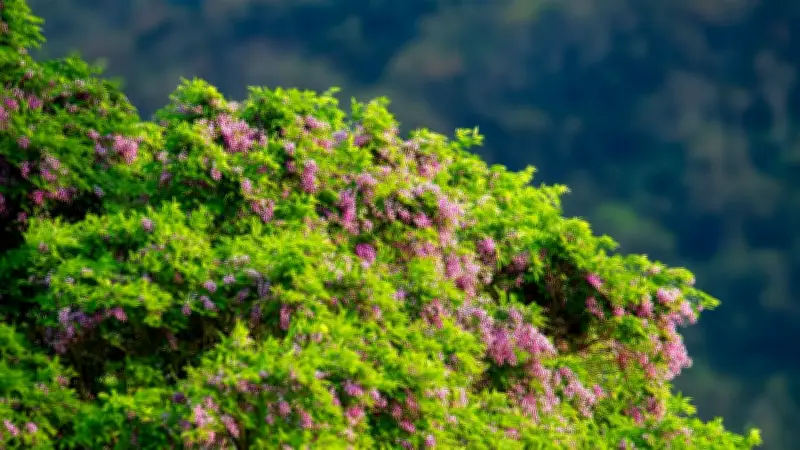 Sắc tím hoa Thàn Mát trên bán đảo Sơn Trà