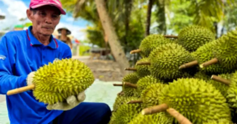 Sầu riêng Cần Thơ giá giảm sâu, nông dân khốn đốn vì thương lái ép giá