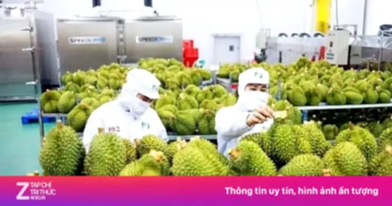 Sầu riêng 'tắc' kiểm nghiệm, rớt giá: Đang làm việc với Trung Quốc